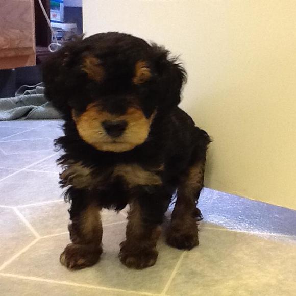 Meet your Posher, Shelley - Picture 1 of 1